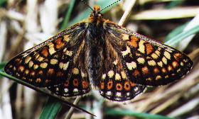 Click here for more details about the Marsh Fritillary